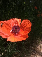 Papaver orientale