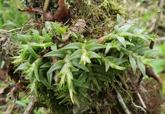 Epidendrum siphonosepalum