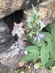 Golovinomyces sonchicola