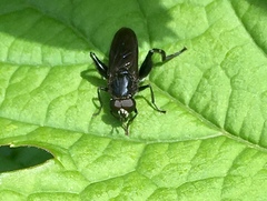 Chalcosyrphus