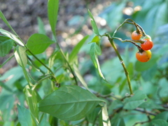 Solanum appendiculatum