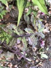 Septoria sonchifolia
