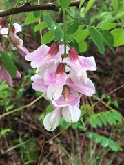 Robinia hispida