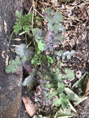 Golovinomyces sonchicola