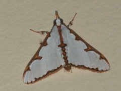 Cirrhochrista aetherialis