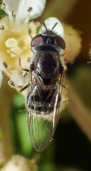 Platycheirus stegnus