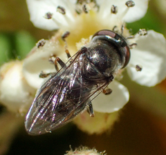 Platycheirus stegnus