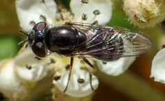 Platycheirus stegnus