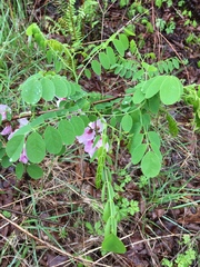 Robinia hispida