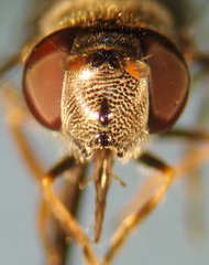 Platycheirus stegnus