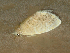 Euproctis trispila