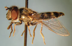 Platycheirus stegnus