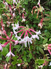 Rhododendron canescens
