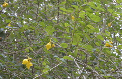 Magnoliopsida