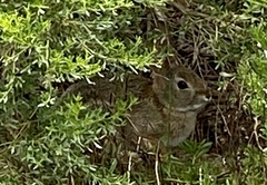 Sylvilagus audubonii