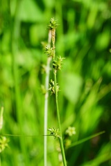 Carex seorsa