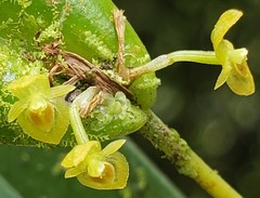 Pleurothallis dibolia