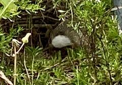 Sylvilagus audubonii