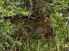 Sylvilagus audubonii