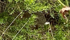 Sylvilagus audubonii