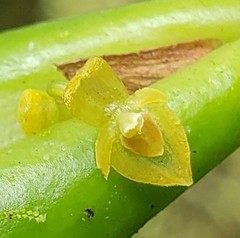 Pleurothallis dibolia
