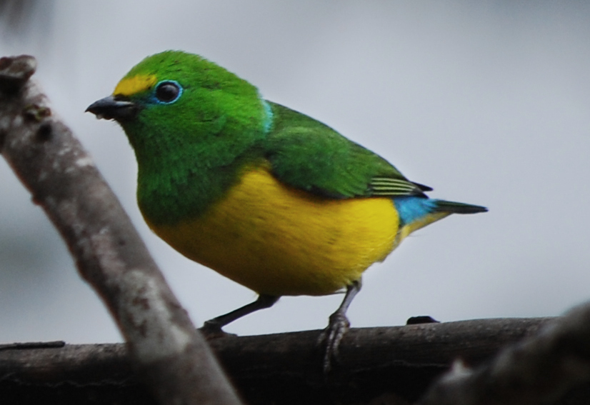 Blue-naped Chlorophonia