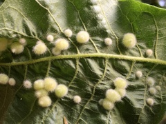 Caryomyia holotricha