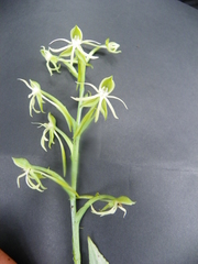 Habenaria agapitae