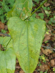 Smilax aristolochiifolia