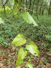 Smilax aristolochiifolia