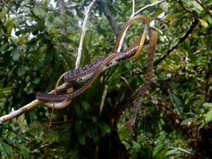 Dendrophidion dendrophis