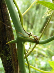 Smilax aristolochiifolia