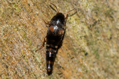 Sepedophilus bipustulatus