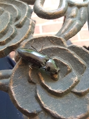 Melanactes