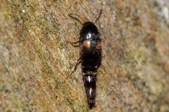 Sepedophilus bipustulatus
