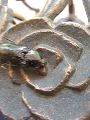 Melanactes