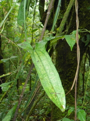 Smilax aristolochiifolia