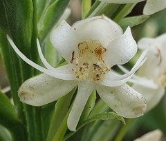 Habenaria monorrhiza