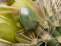 Chlorochroa opuntiae