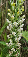 Habenaria monorrhiza