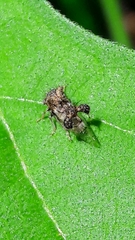 Cyphonia clavigera