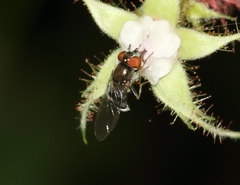 Platycheirus obscurus