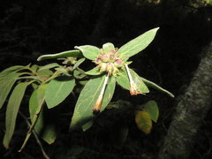 Cestrum roseum