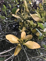 Dendrophthora clavata