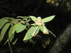 Cestrum roseum