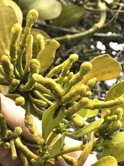 Dendrophthora clavata