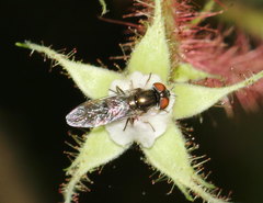 Platycheirus obscurus
