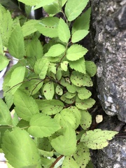 Phloeospora spiraeicola