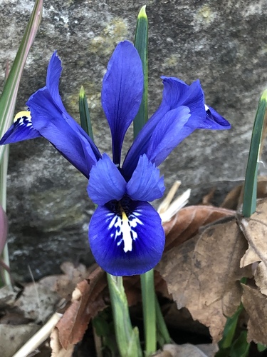 Gitter-Iris