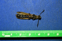 Rhathymoscelis batesi